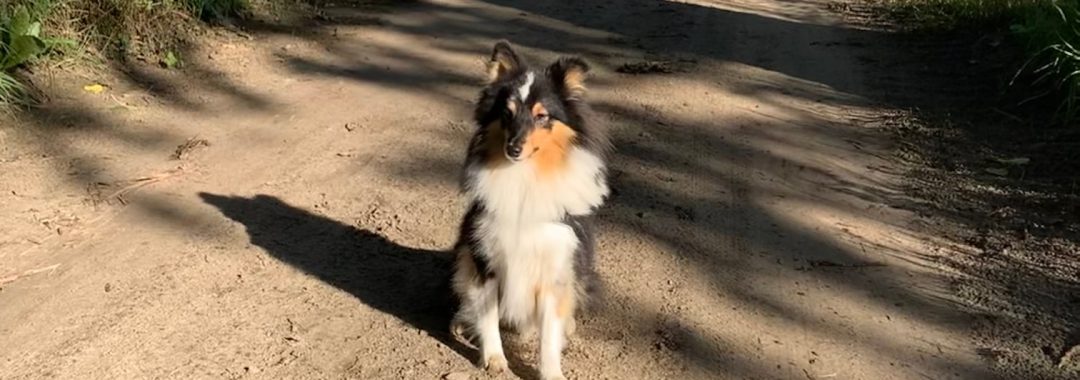 Hond op IJsbaanweg in De Meene