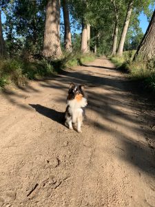 Hond op IJsbaanweg in De Meene