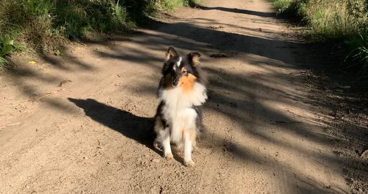 Hond op IJsbaanweg in De Meene