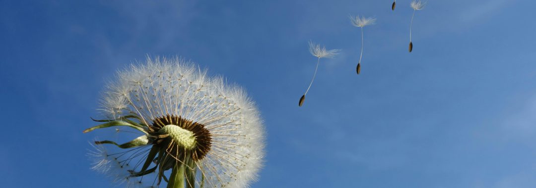 zaadjes van een paardenbloem vliegen weg in de wind