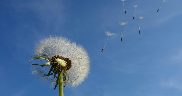 zaadjes van een paardenbloem vliegen weg in de wind