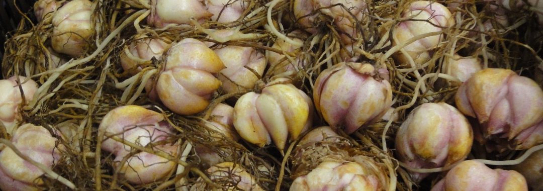 leliebollen