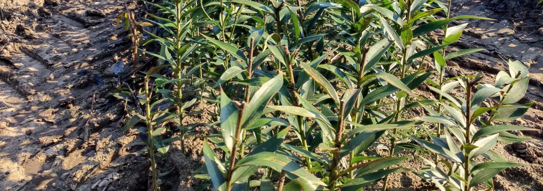 Rij lelieplanten op een veld